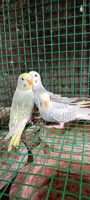 Helicopter Pair With Chicks