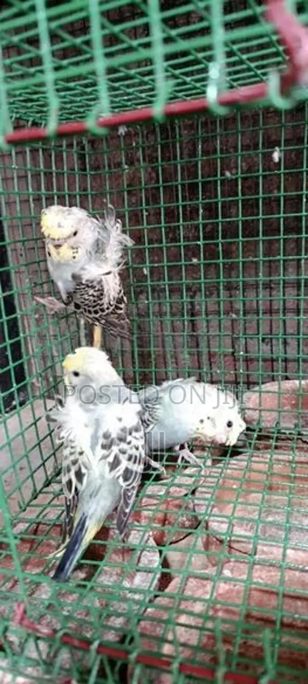 Helicopter Pair With Chicks