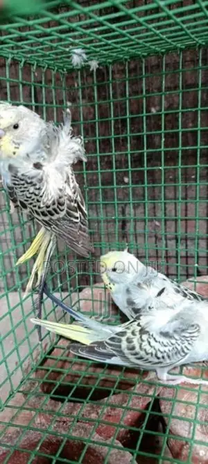Helicopter Pair With Chicks