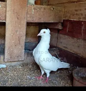 Pigeon