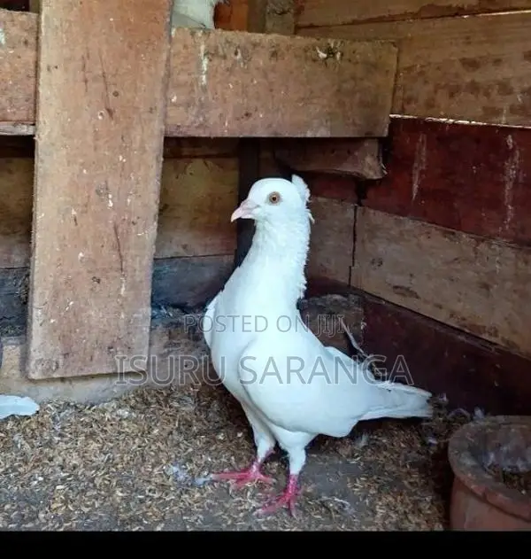 Pigeon