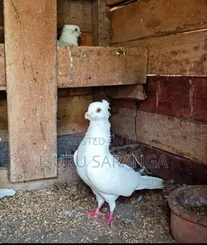 Pigeon