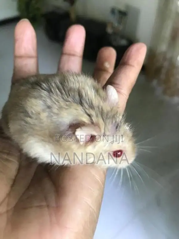 Hamster
