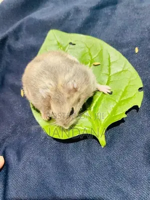 Hamster