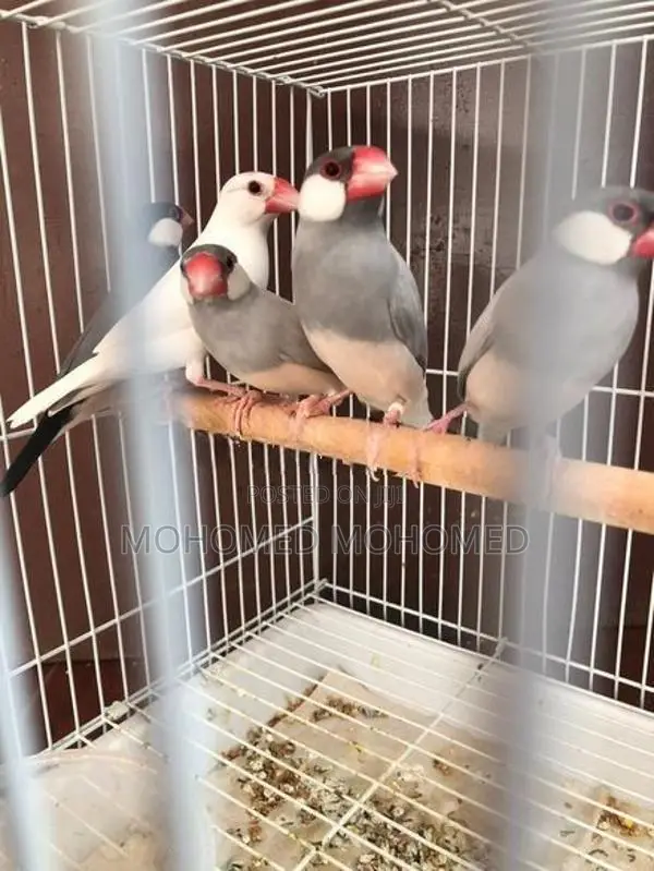 Java Bird