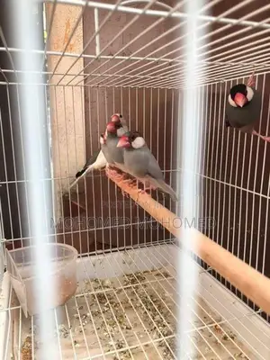 Java Bird