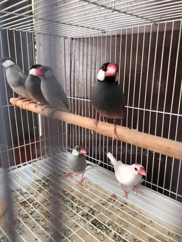 Java Bird