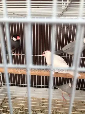 Java Bird