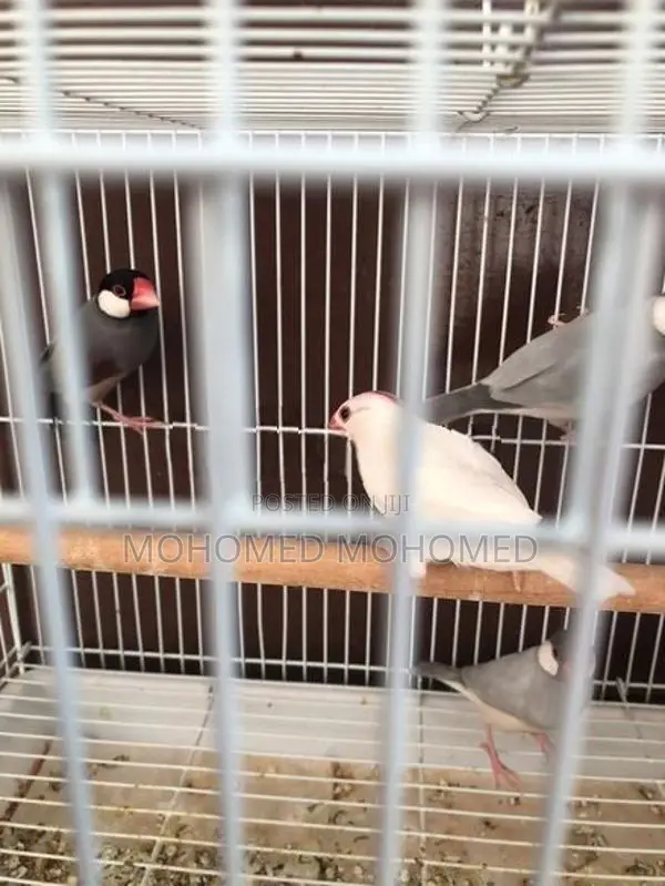 Java Bird