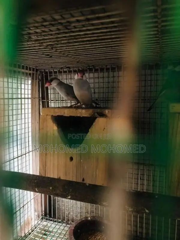 Java Bird