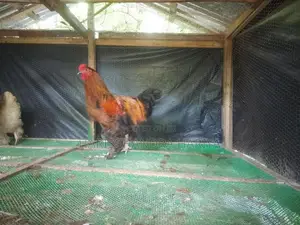 බ්‍රාමා කුකුළන් .