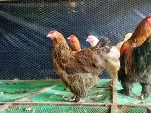 බ්‍රාමා කුකුළන් .