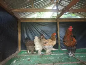 බ්‍රාමා කුකුළන් .