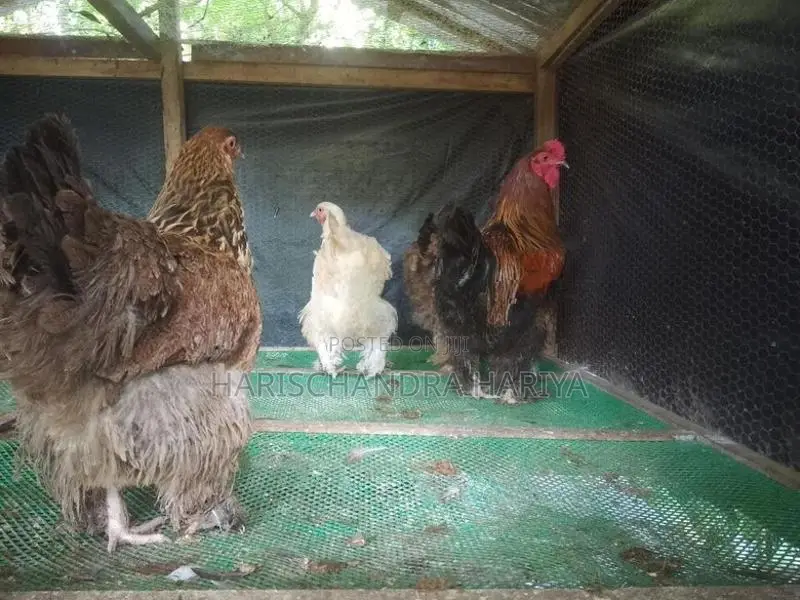 බ්‍රාමා කුකුළන් .