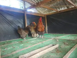 බ්‍රාමා කුකුළන් .