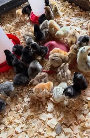 Village Chicks