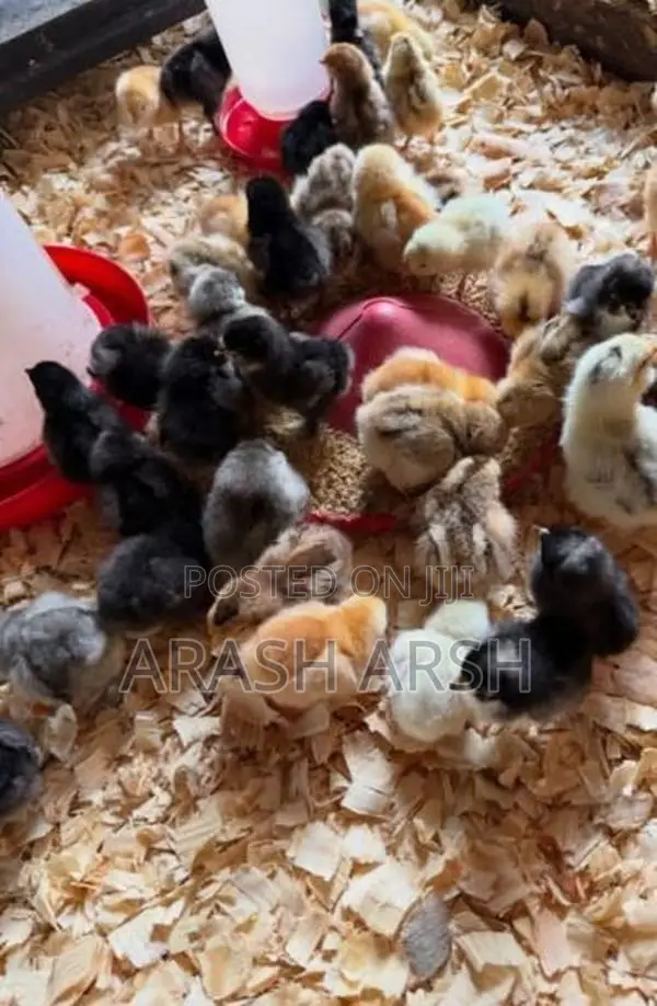 Village Chicks