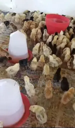 Village Chicks