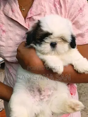 Shih Tzu Puppies