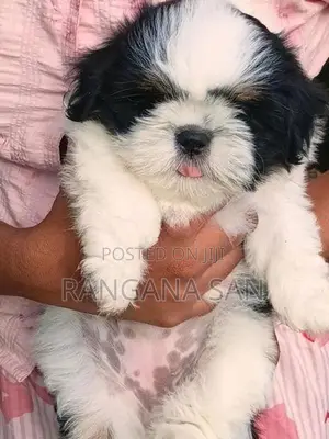 Shih Tzu Puppies