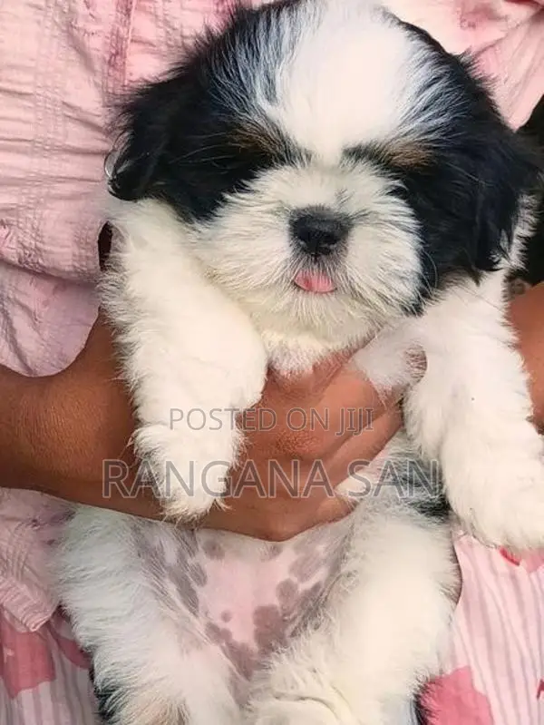 Shih Tzu Puppies