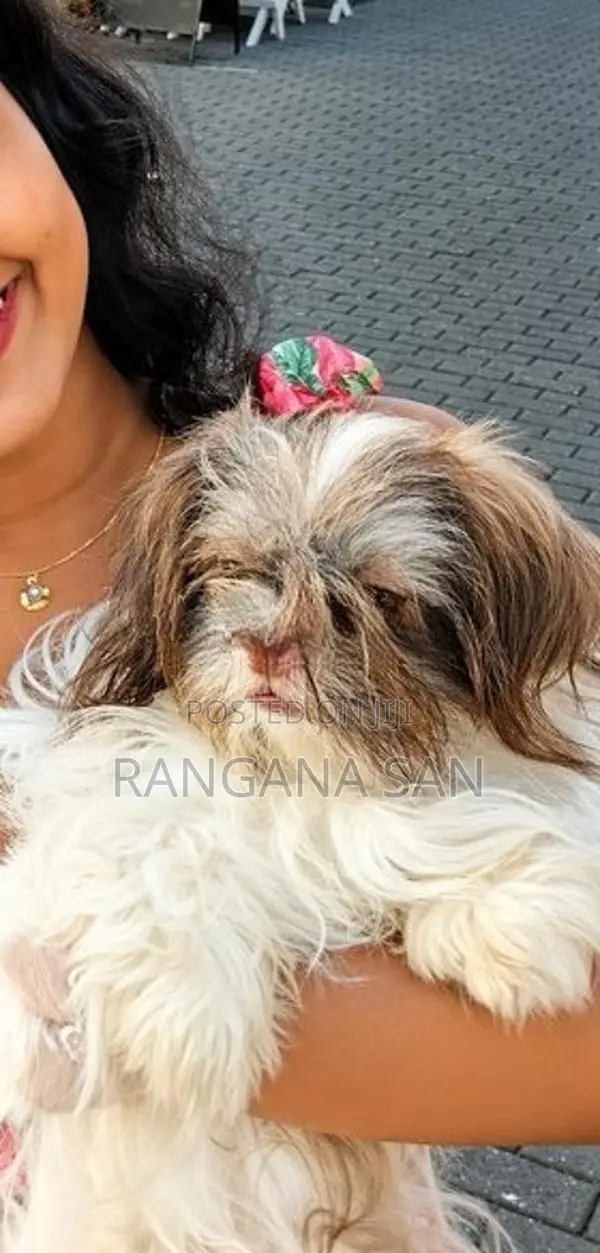 Shih Tzu Puppies