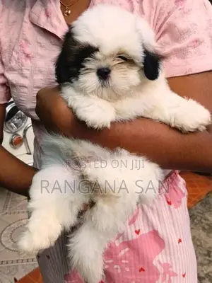 Shih Tzu Puppies