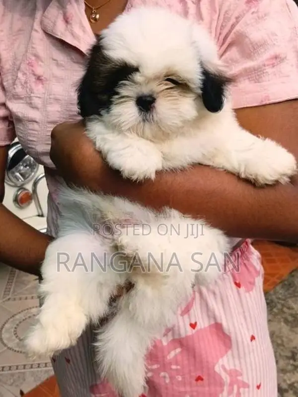 Shih Tzu Puppies