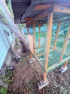 Love Birds Cage