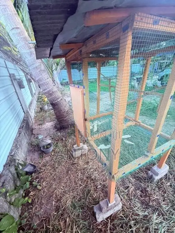 Love Birds Cage