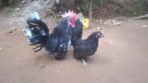බුාම සතුන්