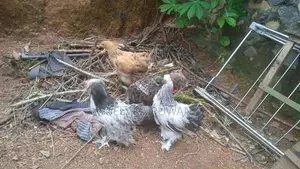 බුාම සතුන්
