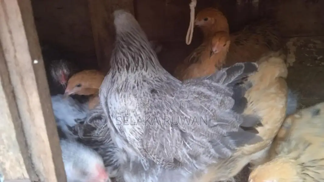බුාම සතුන්