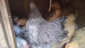 බුාම සතුන්