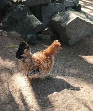 Frizzle Bandam Chicken