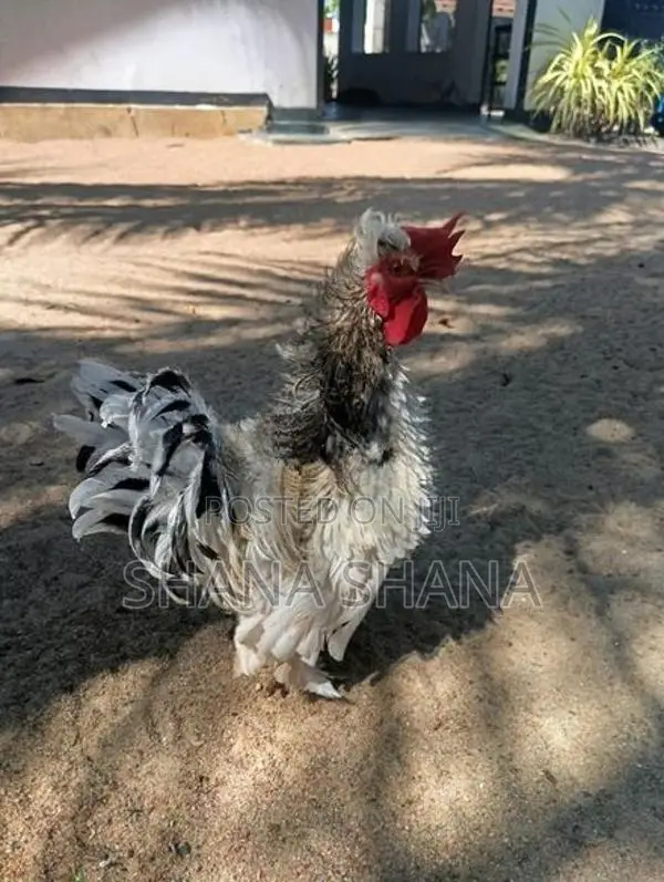 Frizzle Bandam Chicken
