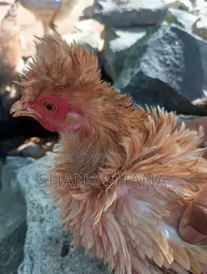 Frizzle Bandam Chicken