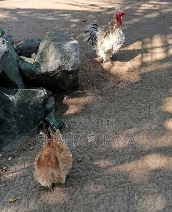 Frizzle Bandam Chicken
