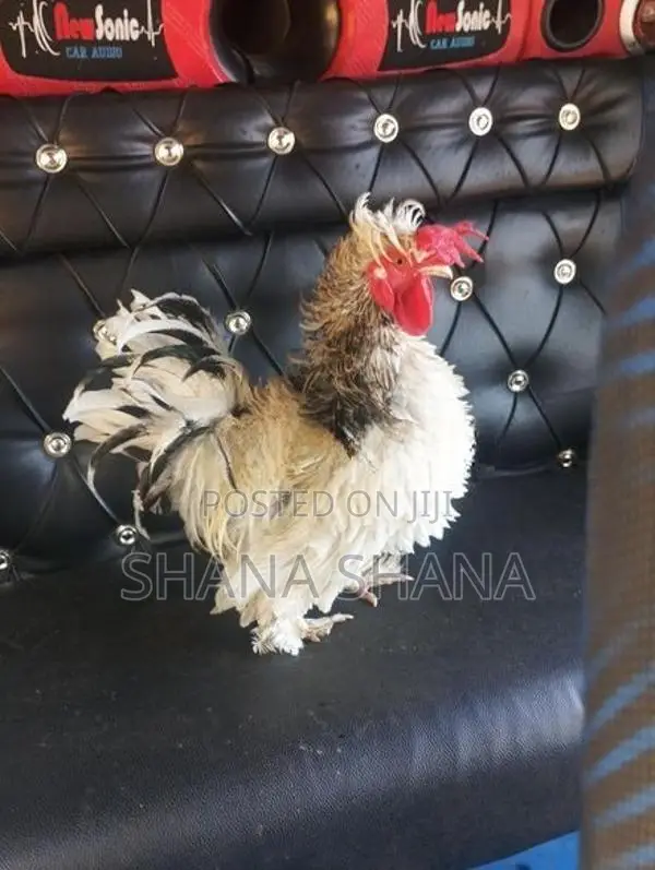 Frizzle Bandam Chicken