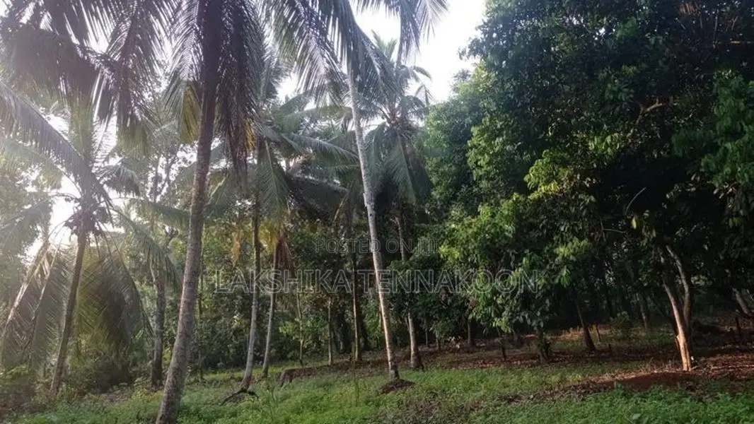 20 Perch Land in Polgahawela