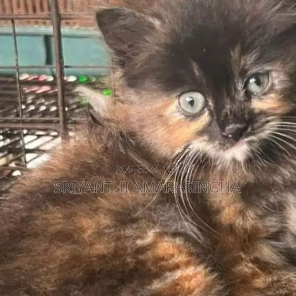 Persian Cats