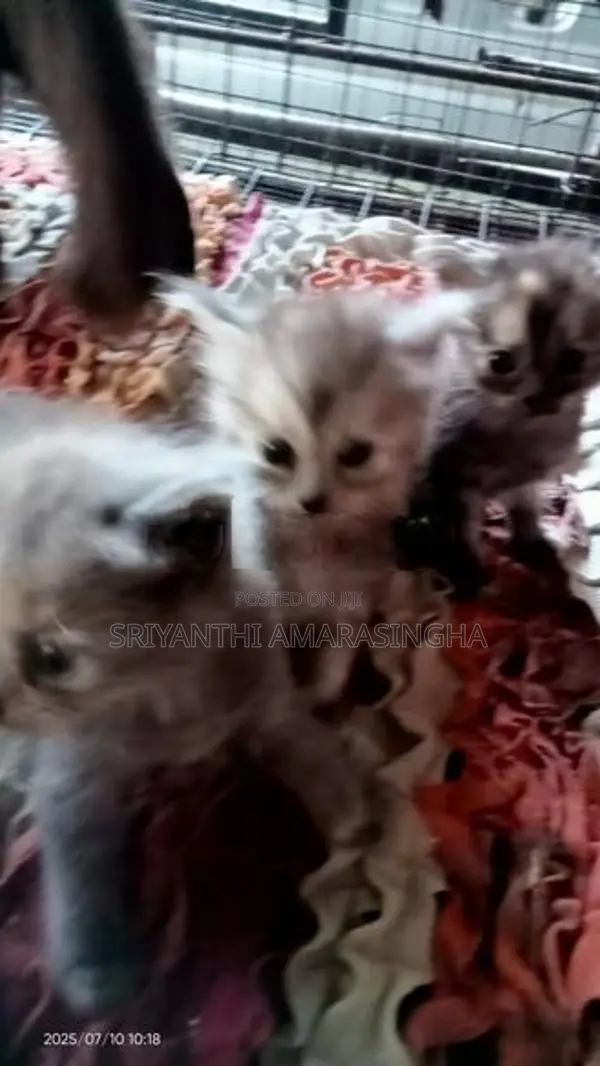 Persian Cats