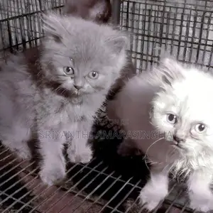Persian Cats