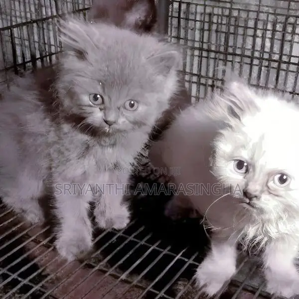 Persian Cats