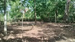 Land With House For Sale Galewela