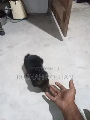 Lion Pomeranian Dog
