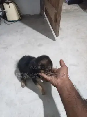 Lion Pomeranian Dog