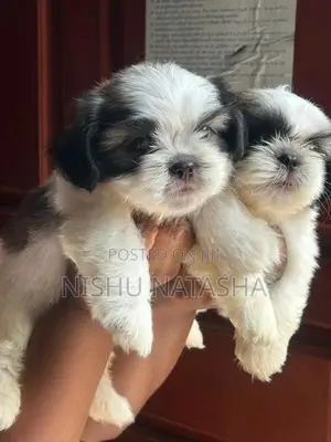 Shihtzu Puppies