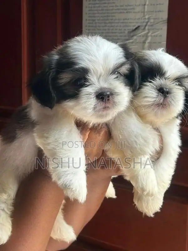 Shihtzu Puppies