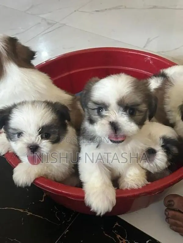 Shihtzu Puppies